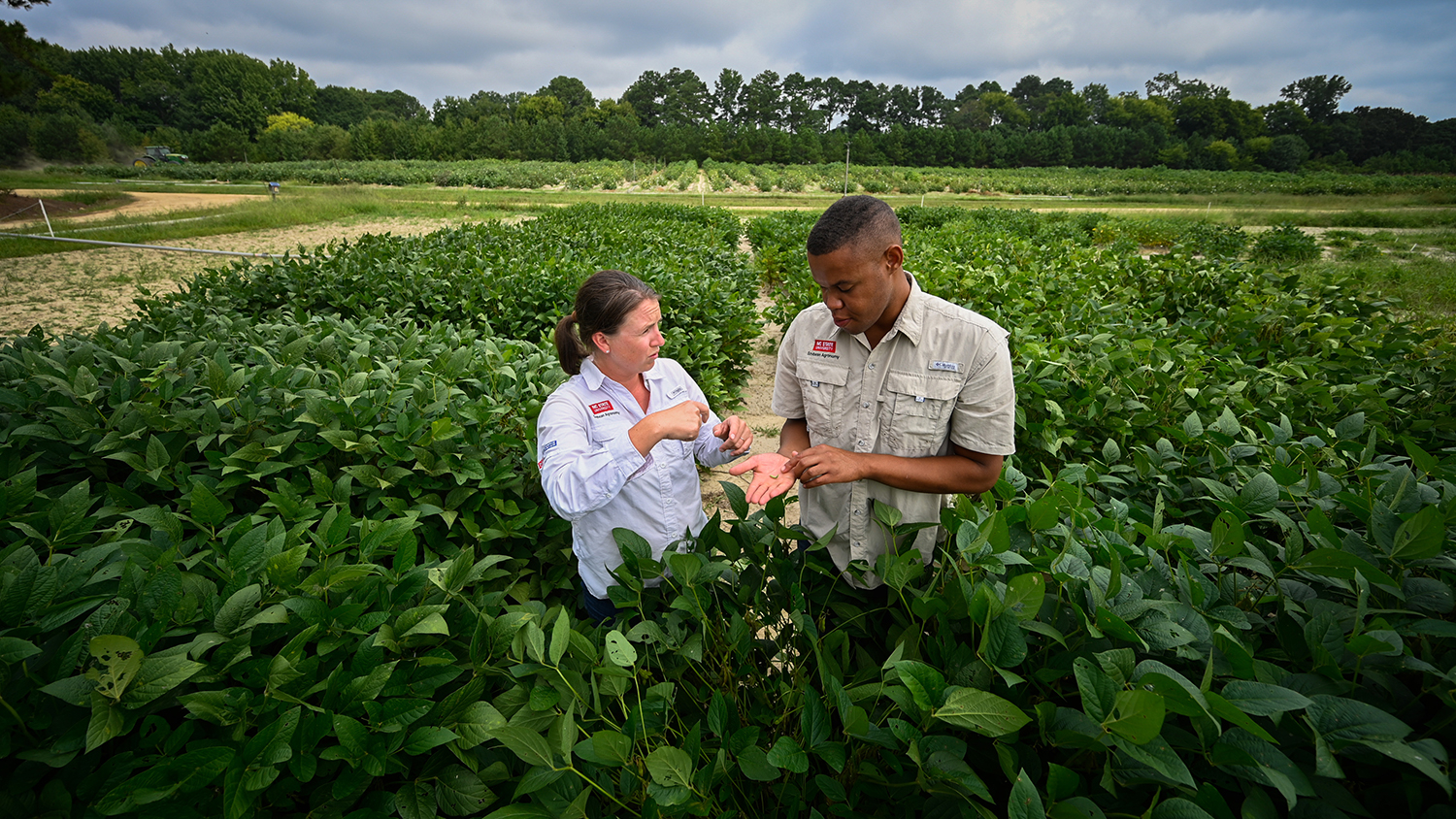Rachel Vann and DJ Stokes in a soybean test plot