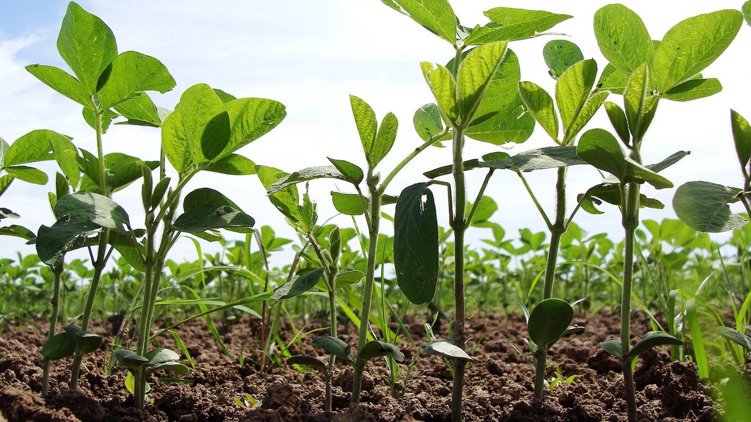 soybean seedlings