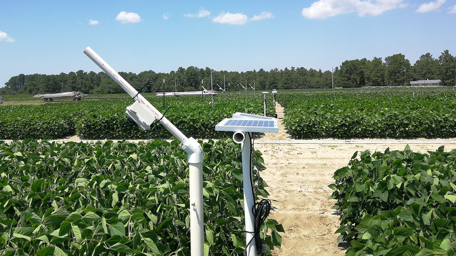 solar-powered monitor surrounded by soybean research plots